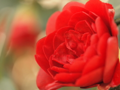 椿館の花２
