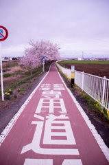 桜道