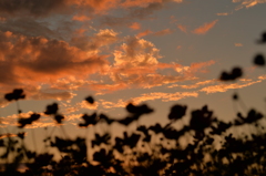 夕焼け雲