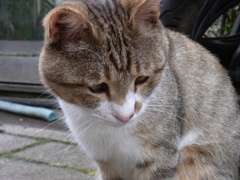ぶさかわ