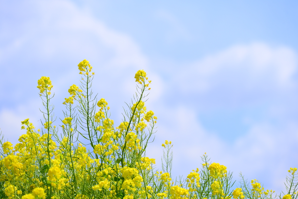 空の花