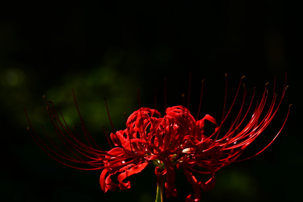 彼岸花