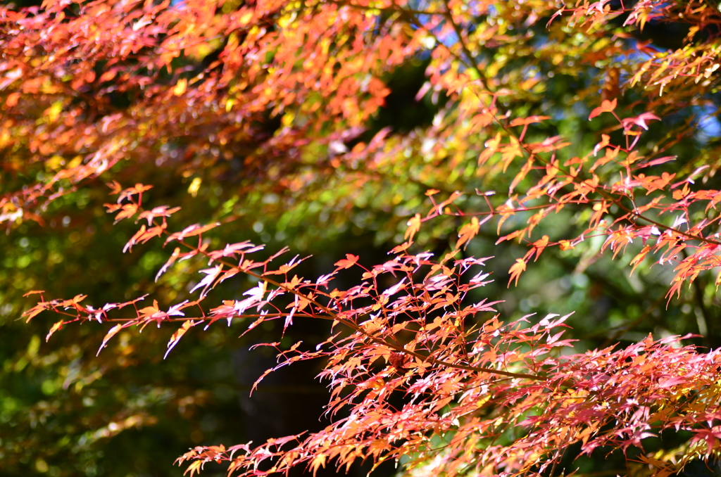 竹林寺紅葉（Ⅲ）