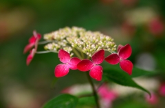 山紫陽花