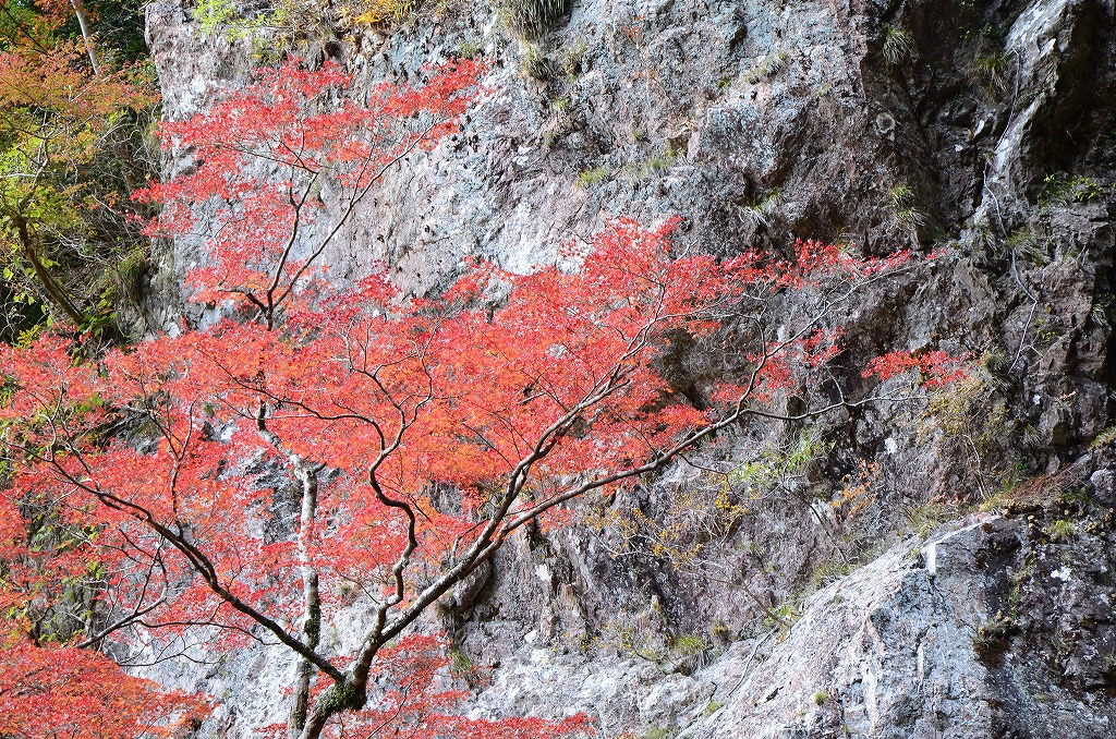 紅葉（大荒の滝）