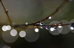 時雨後のイルミネーション（Ⅰ）