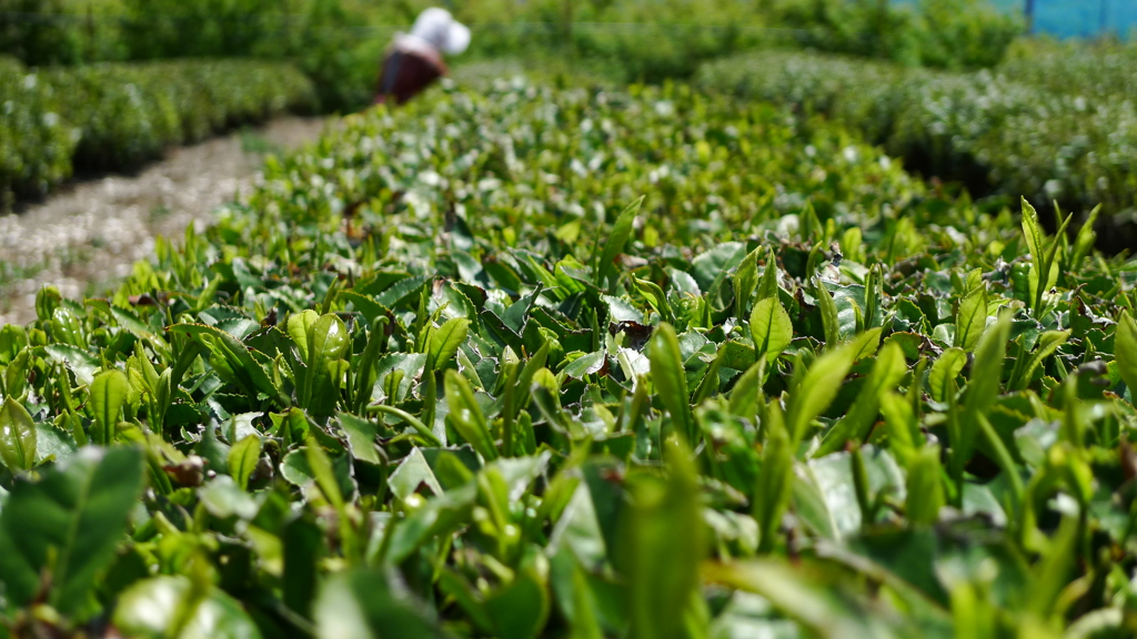 新茶の季節