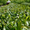 新茶の季節