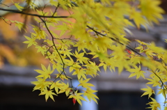竹林寺紅葉（Ⅴ）