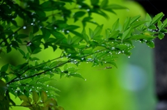 雨上がりの庭