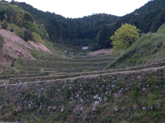 棚田