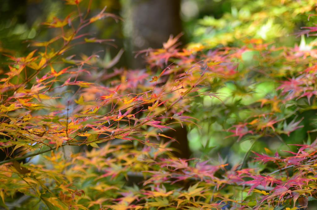 竹林寺紅葉（Ⅰ）