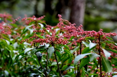 開花を待つ