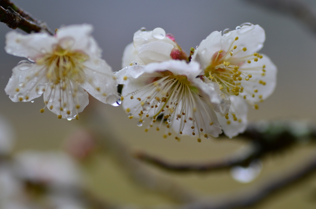 雨と白梅