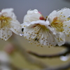 雨と白梅