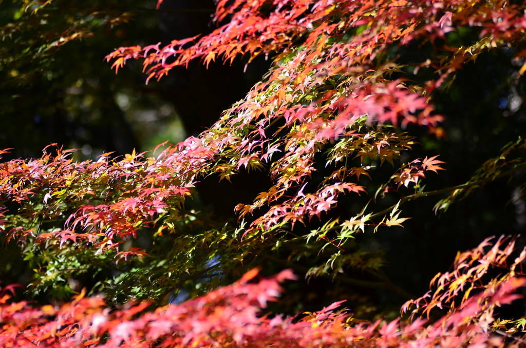 竹林寺紅葉（Ⅱ）