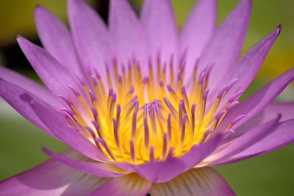 light purple 