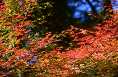 竹林寺紅葉（Ⅳ）