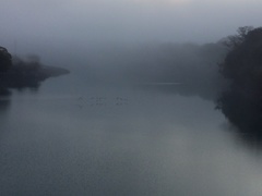 朝霧の物部川