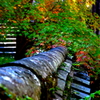 竹林寺土塀