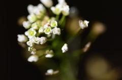 自然の花束