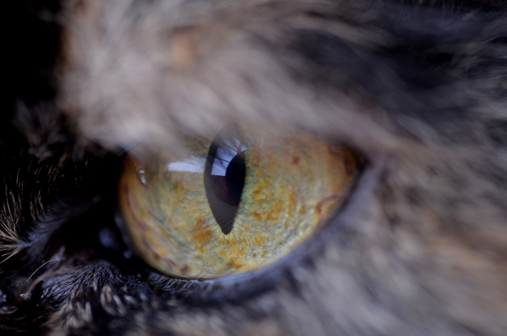 CAT'S EYE