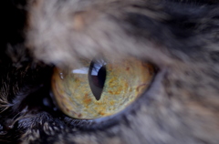 CAT'S EYE