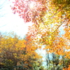 紅に染まった木漏れ日を浴びる