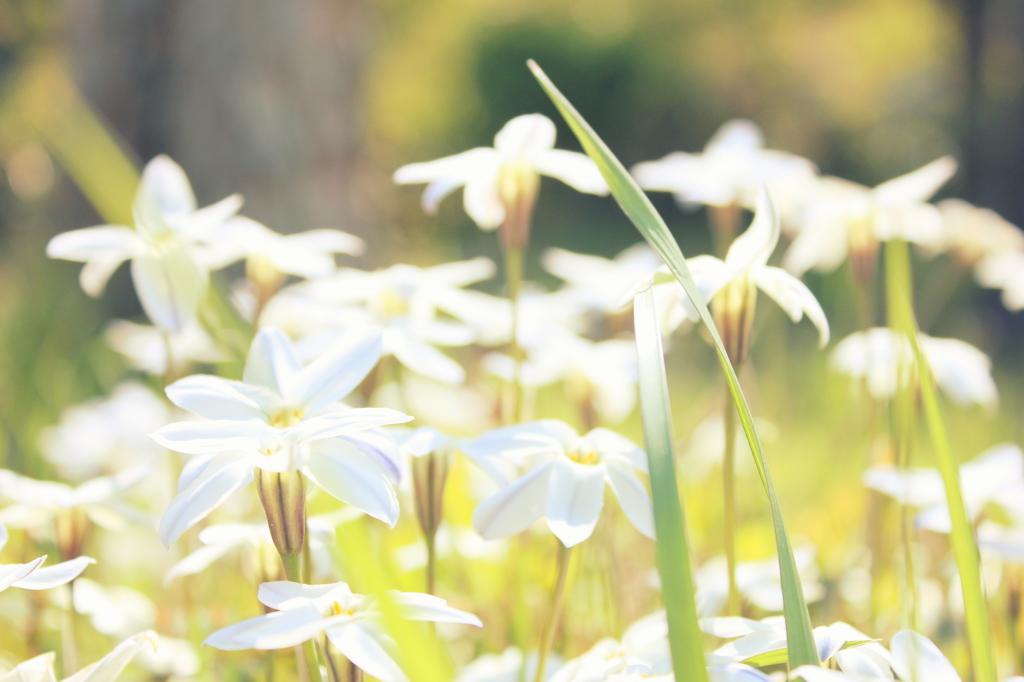 道端の花