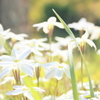 道端の花