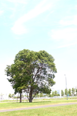 このー木何の木