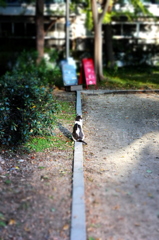 のら