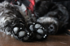 愛犬
