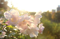 薔薇園