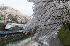 桜とつばさ