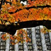 大興善寺の紅葉