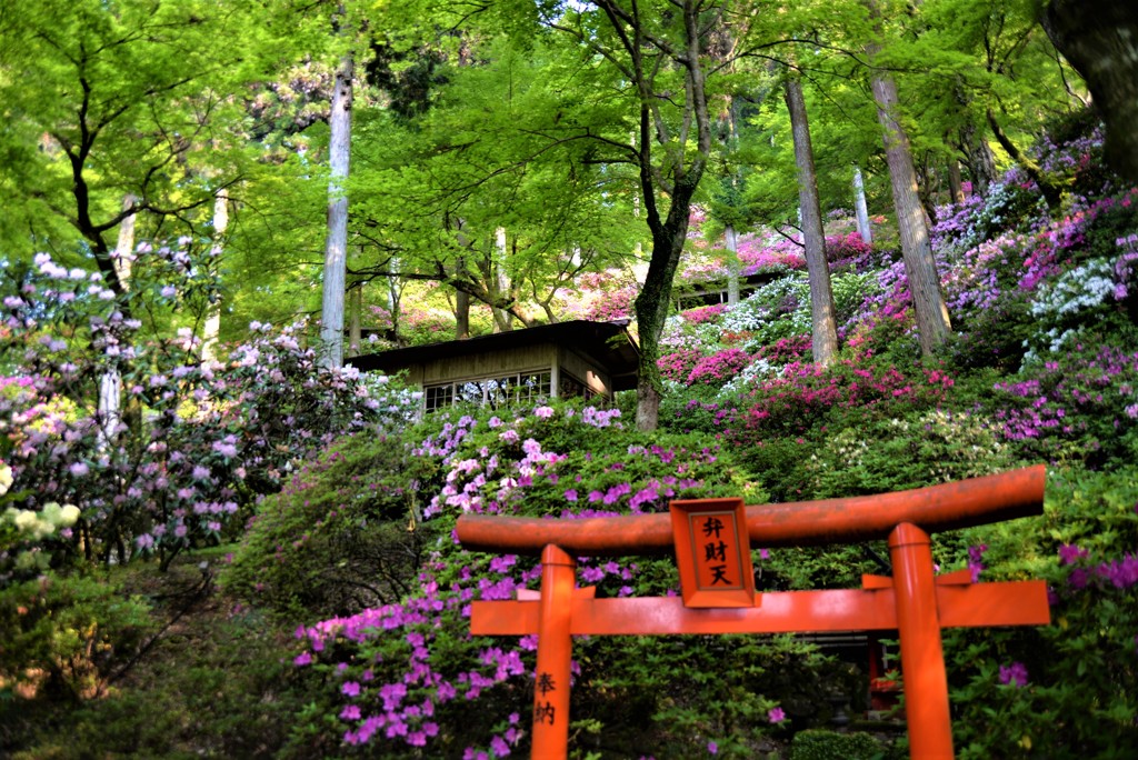 つつじ　大興善寺