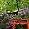 つつじ　大興善寺