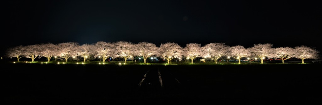 草場川のライトアップ（戯画自賛）