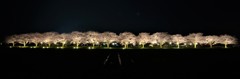 草場川のライトアップ（戯画自賛）