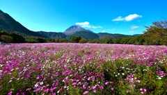 火張山花公園から普賢岳を望む