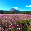火張山花公園から普賢岳を望む