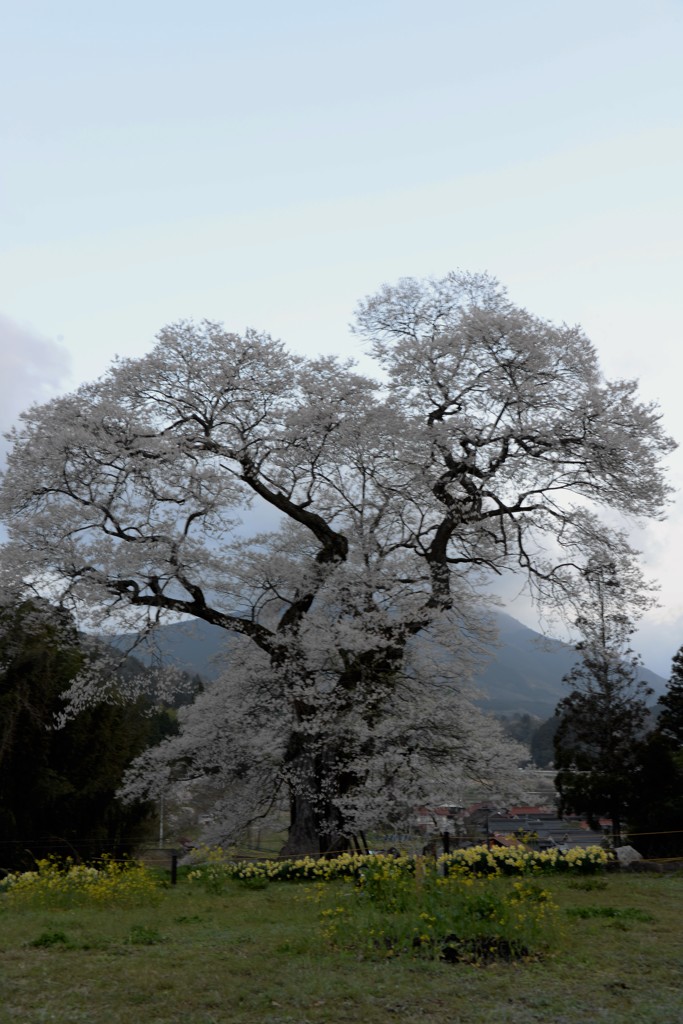 東城三本桜（広島）　小奴可の要害桜　朝の桜