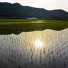 朝の散歩にて