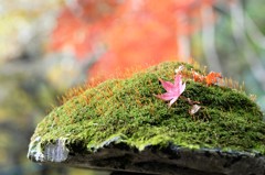 晩秋　2015