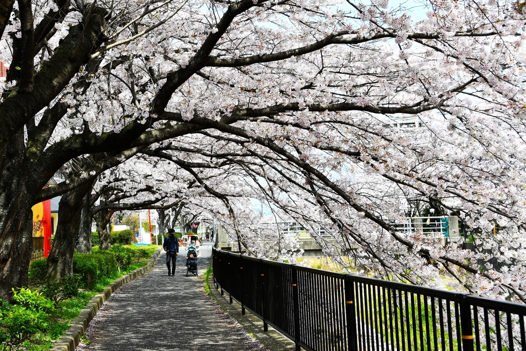 志井川沿いの桜②　2022