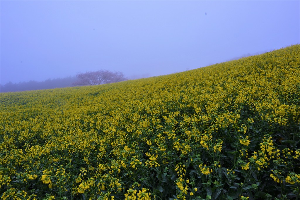 春の朝霧（白木峰高原）