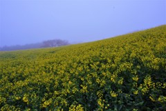 春の朝霧（白木峰高原）