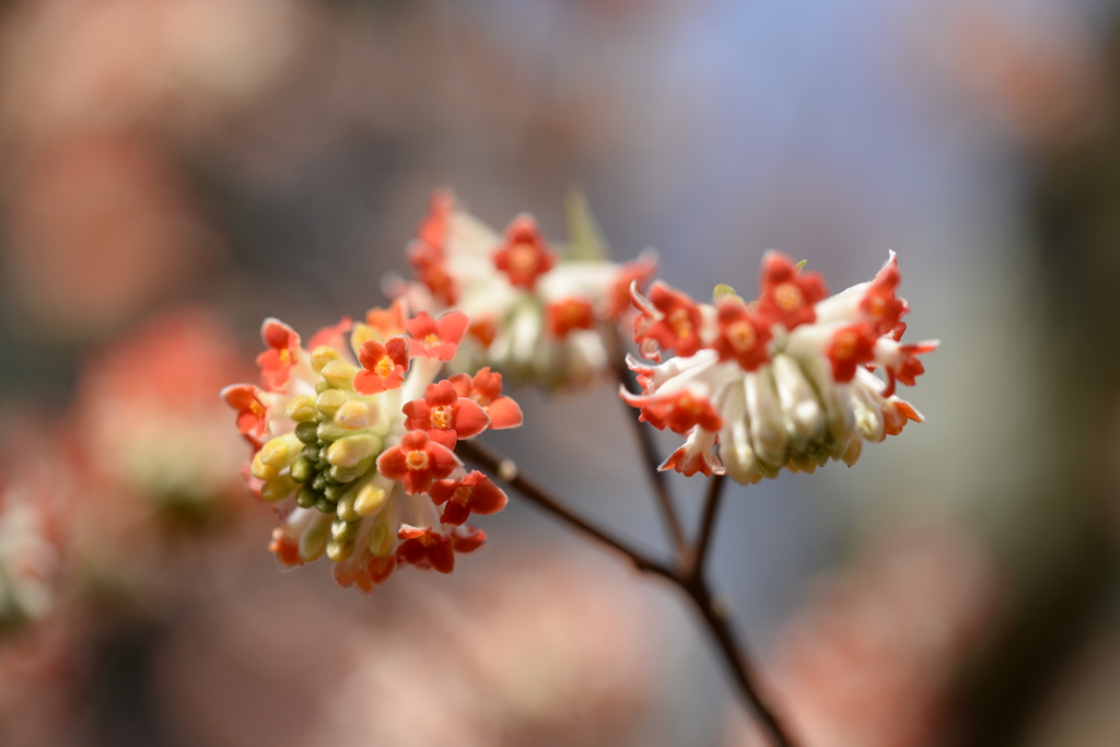 アカバナミツマタ（赤花三椏）