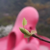 春きたる